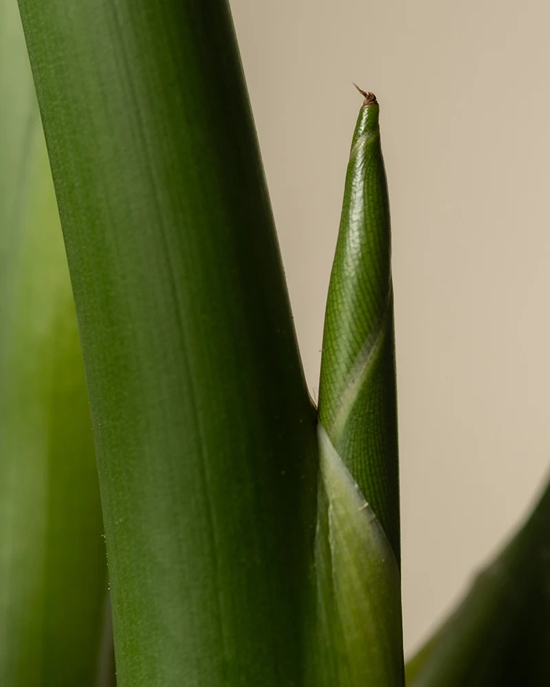 Große Strelitzie