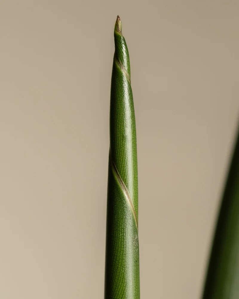 Große Strelitzie