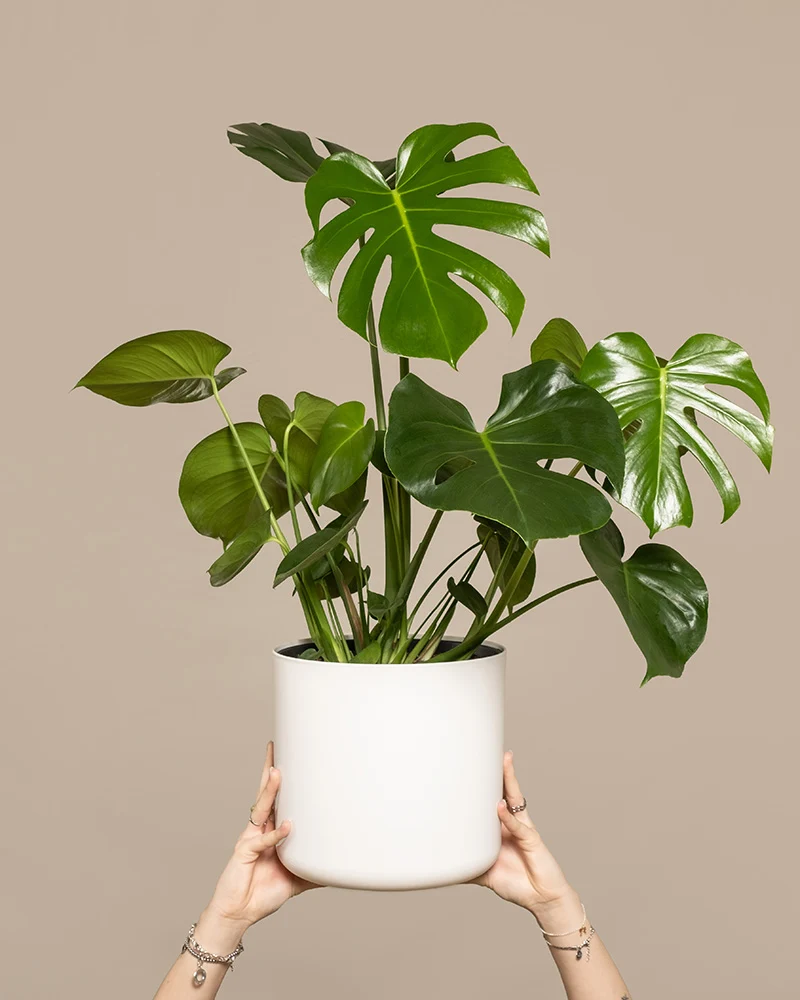 Große Monstera