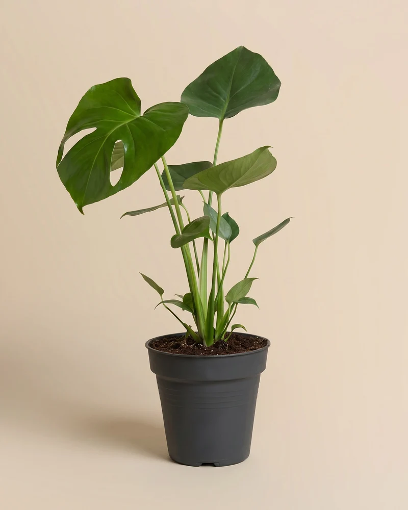 Große Monstera