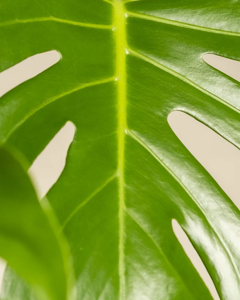 Große Monstera