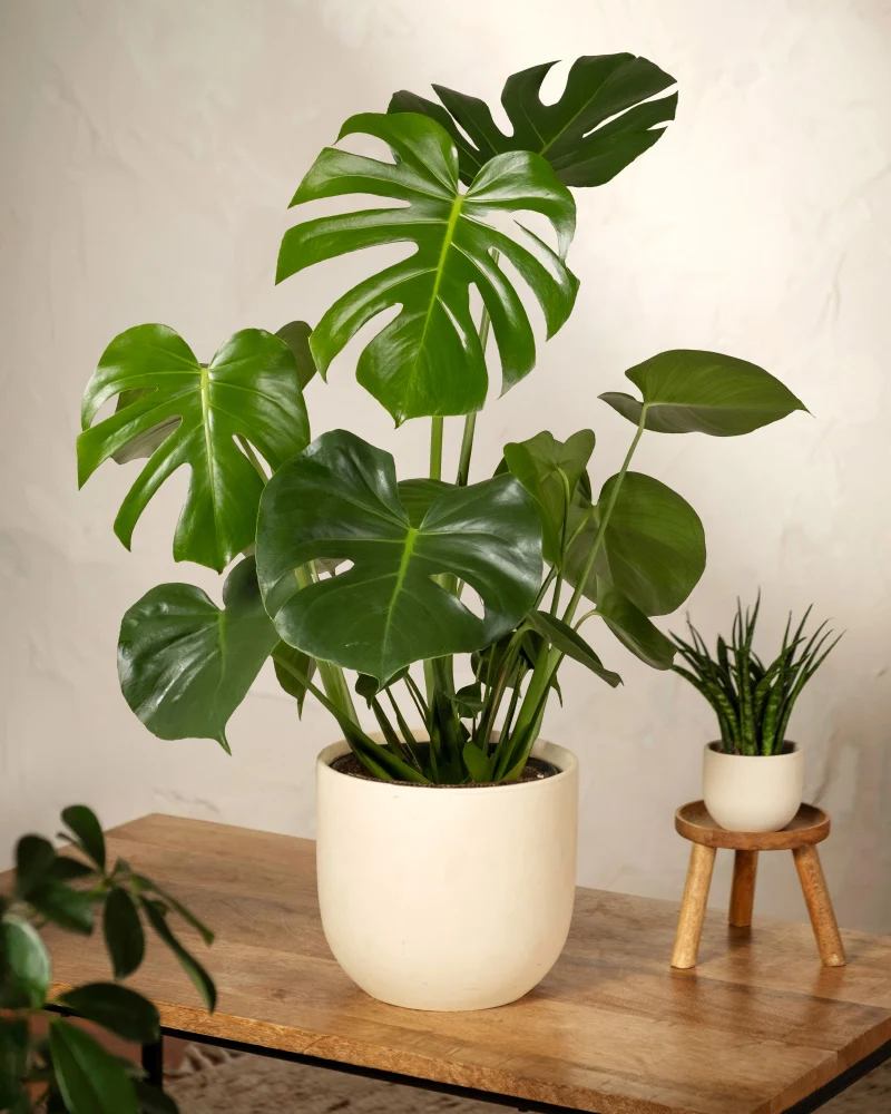 Große Monstera