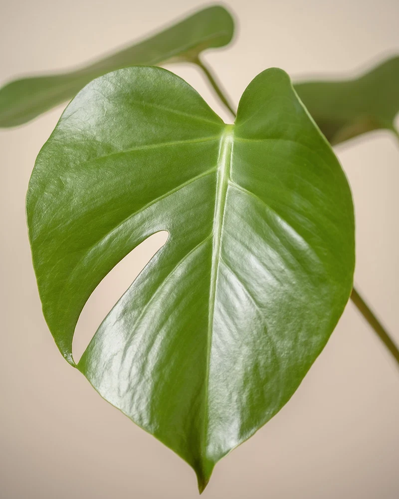 Große Monstera