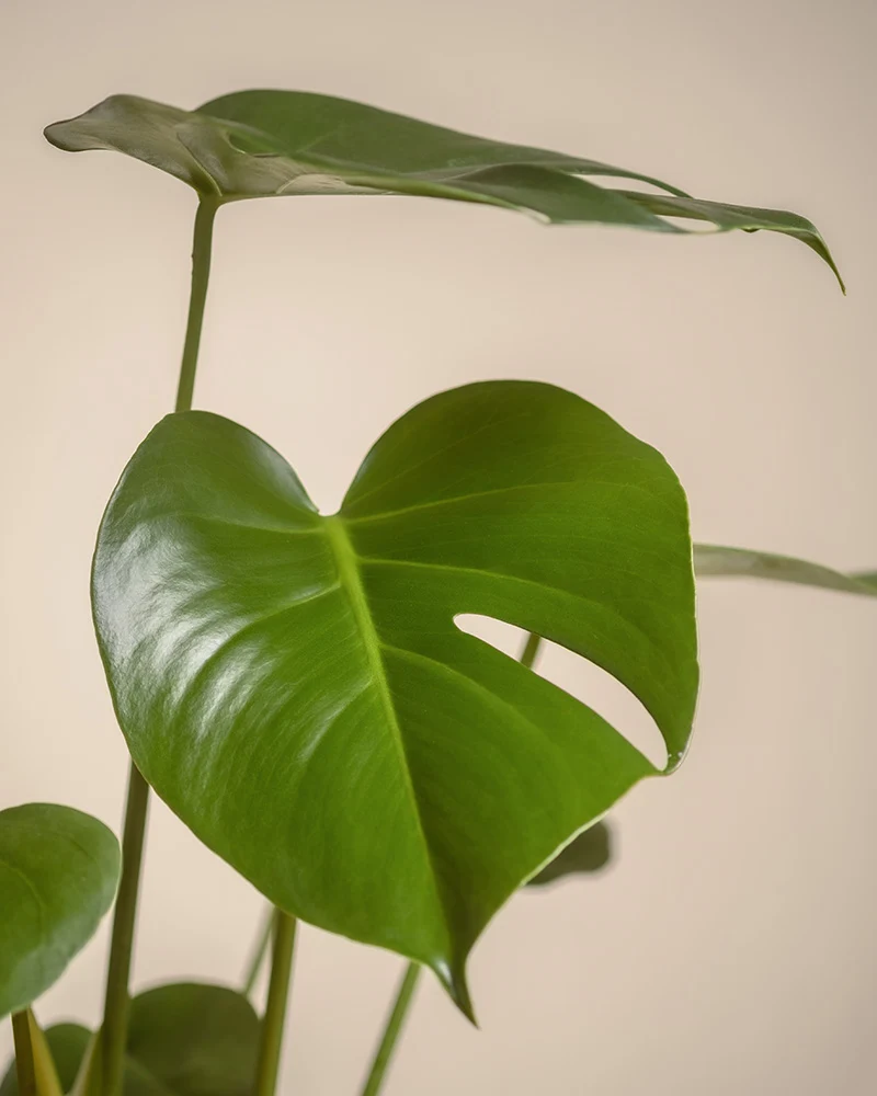 Große Monstera