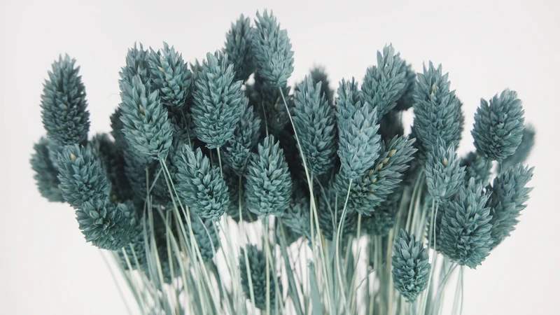 Phalaris getrocknet - 1 Bund - Blaugrau