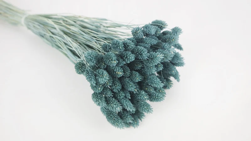 Phalaris getrocknet - 1 Bund - Blaugrau
