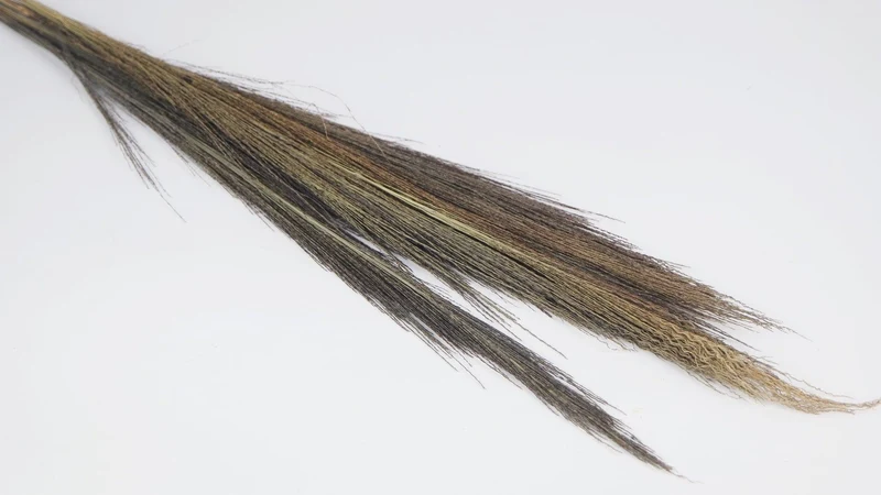 Broom Gras - 1 Strauß - Naturfarbe
