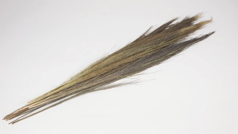 Broom Gras - 1 Strauß - Naturfarbe