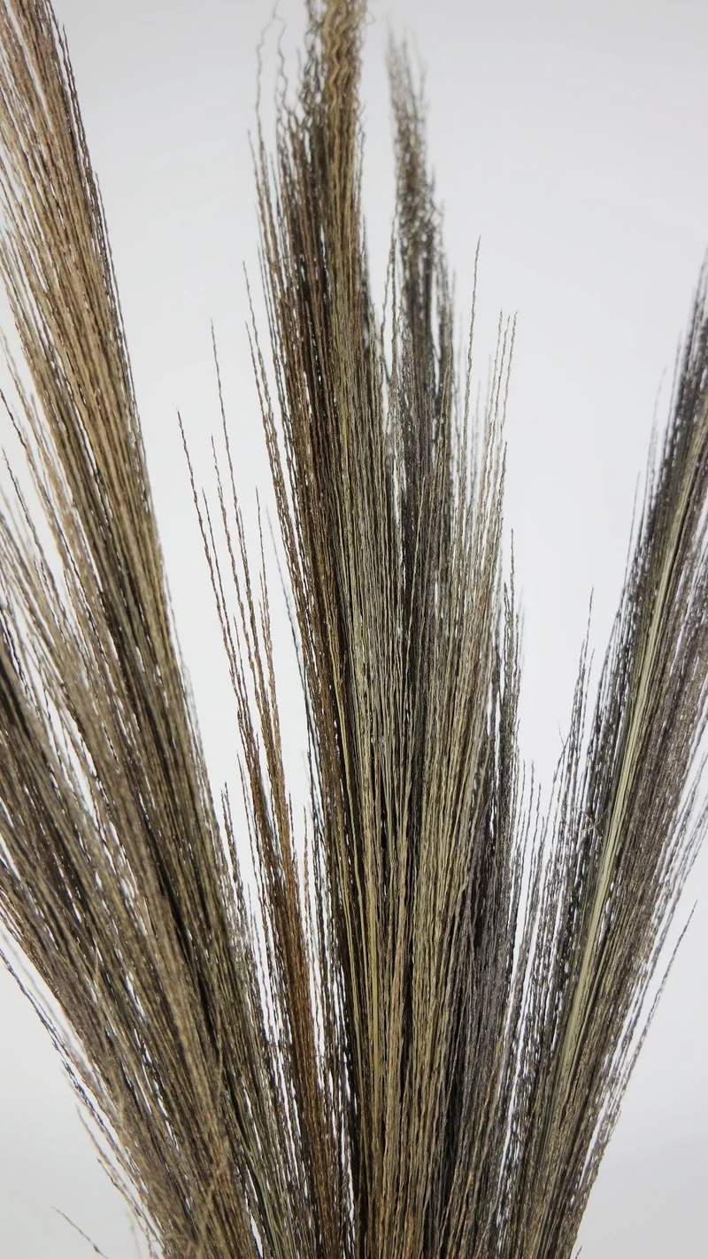 Broom Gras - 1 Strauß - Naturfarbe