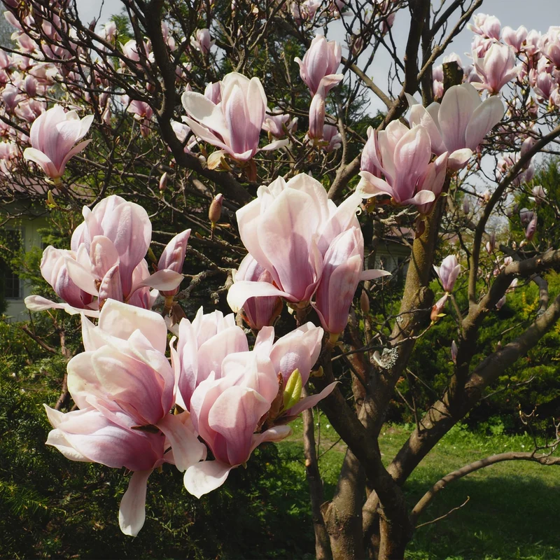 Magnolia Soulangiana - Blüten Hellrosa - 1 Pflanze - Laubabwerfend - Wenig Pflege - Topf 17cm Höhe 45cm