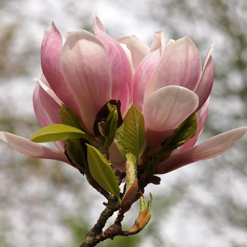 Magnolia Soulangiana - Blüten Hellrosa - 1 Pflanze - Laubabwerfend - Wenig Pflege - Topf 17cm Höhe 45cm