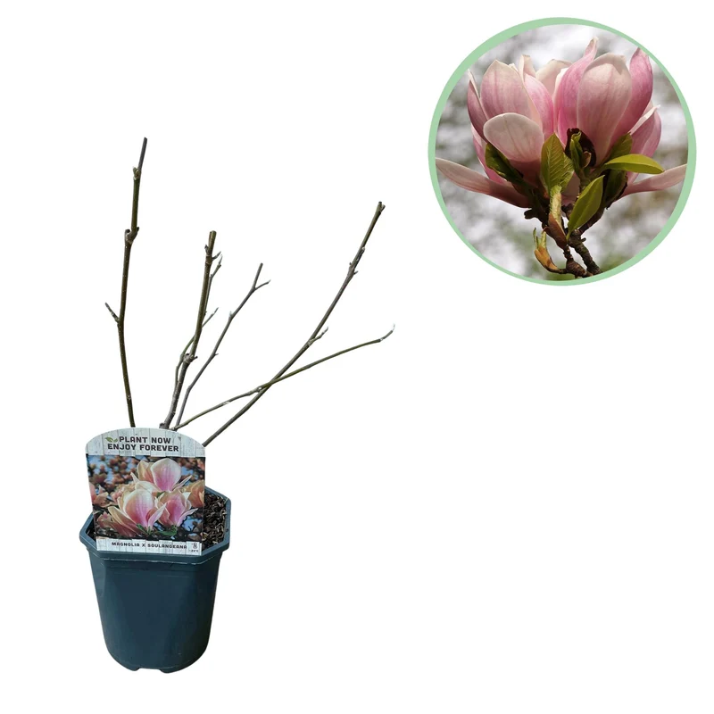 Magnolia Soulangiana - Blüten Hellrosa - 1 Pflanze - Laubabwerfend - Wenig Pflege - Topf 17cm Höhe 45cm