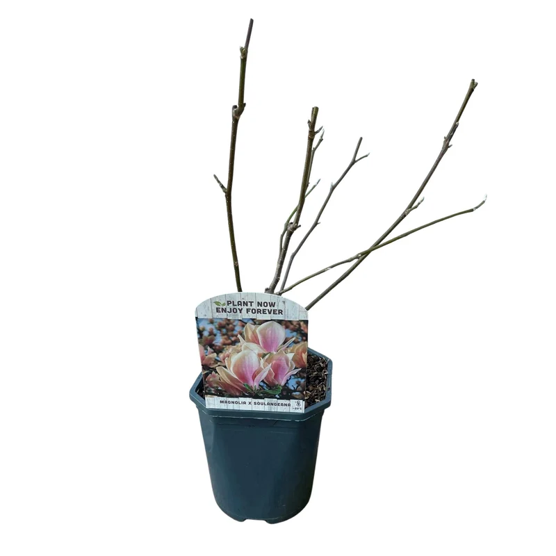 Magnolia Soulangiana - Blüten Hellrosa - 1 Pflanze - Laubabwerfend - Wenig Pflege - Topf 17cm Höhe 45cm