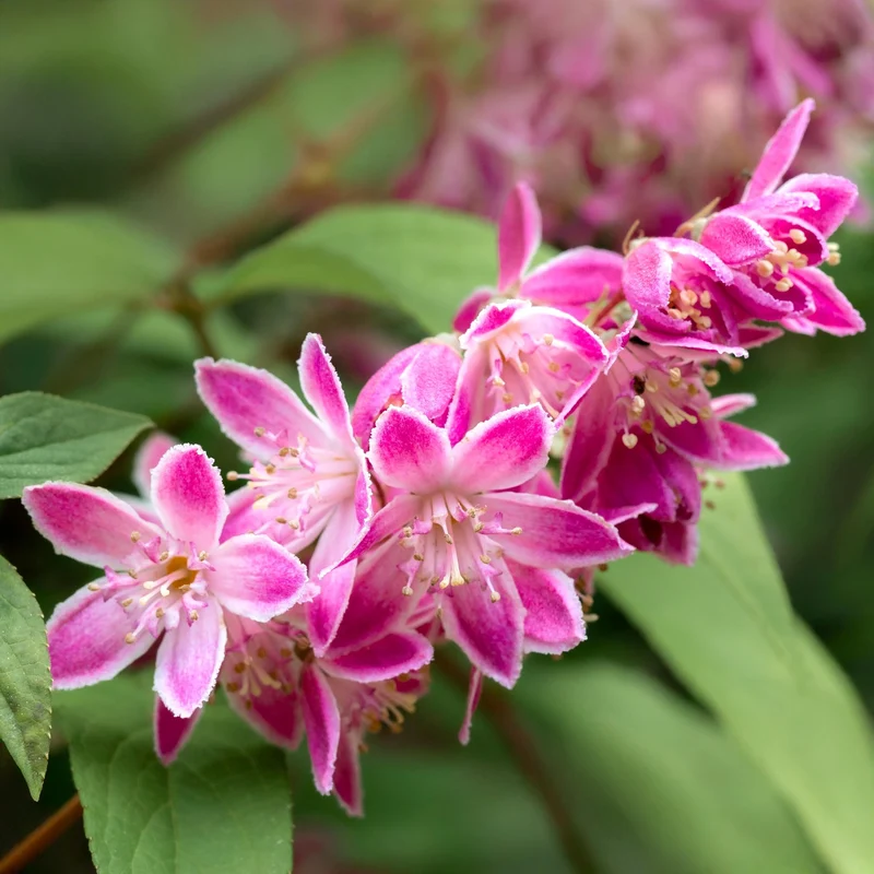 Deutzia hybrida Strawbery Fields - Blüte Rosa - 1 Pflanze - Laubabwerfend - Wenig Pflege - Topf 17cm Höhe 45cm