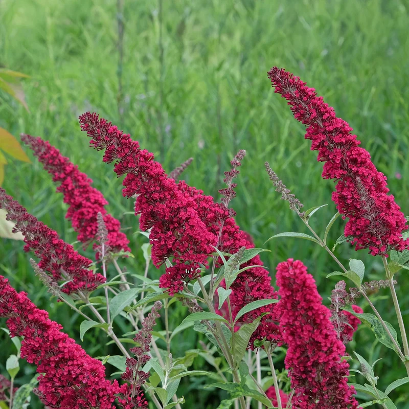 Schmetterlingsstrauch - Buddleja davidii Royal Red - Blume Rot - 1 Pflanze - Laubabwerfend - Schmetterlingsanziehend - Topf 17cm Höhe 25cm