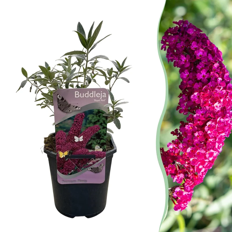 Schmetterlingsstrauch - Buddleja davidii Royal Red - Blume Rot - 1 Pflanze - Laubabwerfend - Schmetterlingsanziehend - Topf 17cm Höhe 25cm