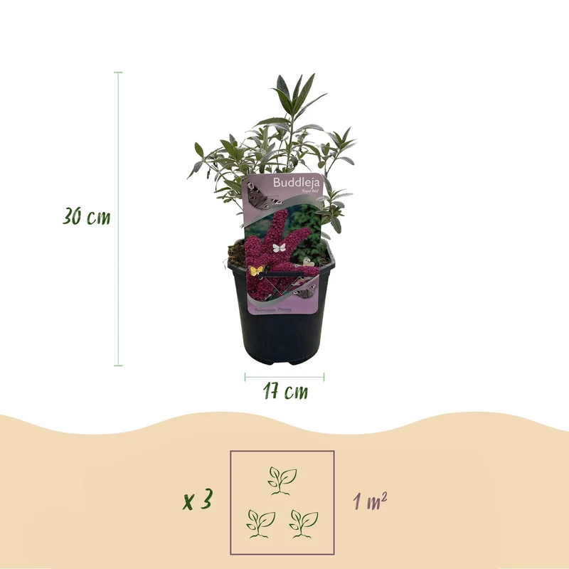 Schmetterlingsstrauch - Buddleja davidii Royal Red - Blume Rot - 1 Pflanze - Laubabwerfend - Schmetterlingsanziehend - Topf 17cm Höhe 25cm