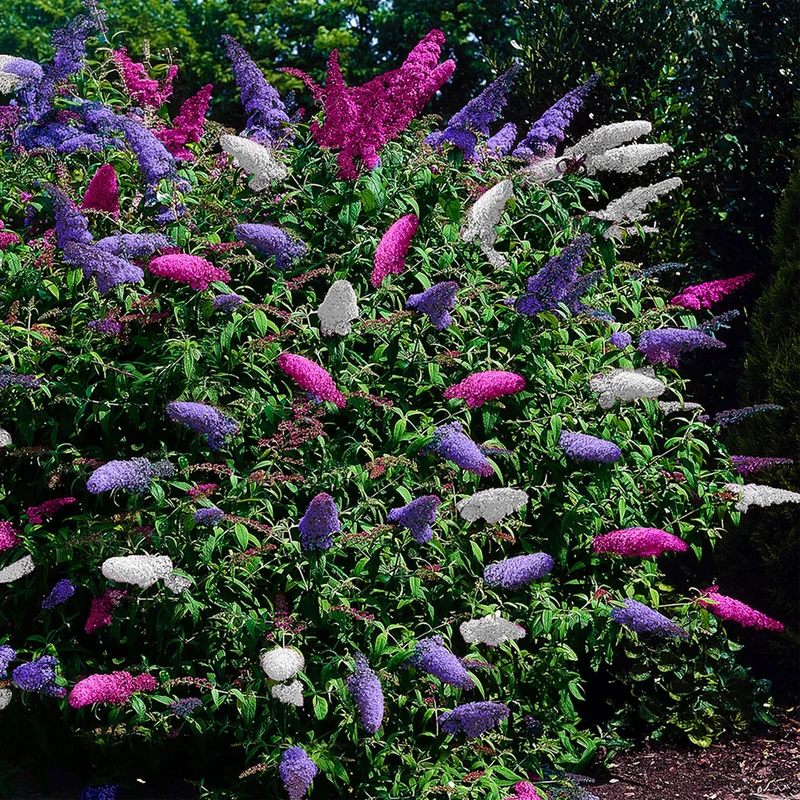 Schmetterlingsstrauch - Buddleja davidii Tricolour - Blüten Rosa, Weiß und Lila - 3 Pflanzen - 1m2 - Laubabwerfend - Schmetterlingsanlockend - Topf 17cm Höhe 30cm