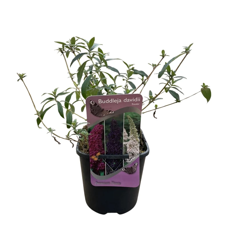 Schmetterlingsstrauch - Buddleja davidii Tricolour - Blüten Rosa, Weiß und Lila - 3 Pflanzen - 1m2 - Laubabwerfend - Schmetterlingsanlockend - Topf 17cm Höhe 30cm