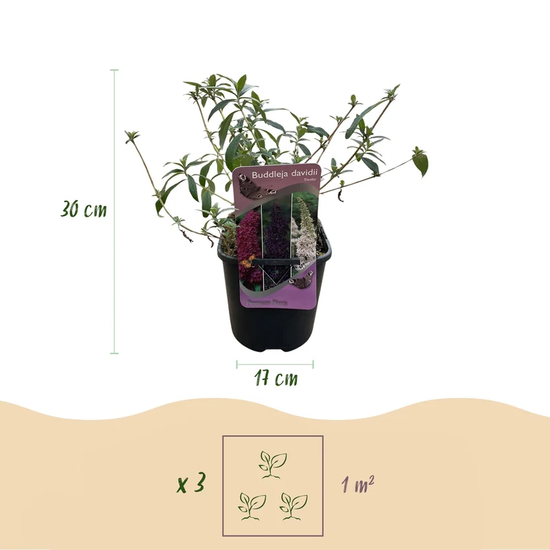 Schmetterlingsstrauch - Buddleja davidii Tricolour - Blüten Rosa, Weiß und Lila - 3 Pflanzen - 1m2 - Laubabwerfend - Schmetterlingsanlockend - Topf 17cm Höhe 30cm