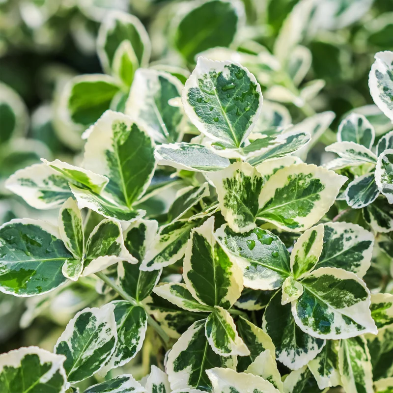 Euonymus fortunei Emerald Gaiety -Terrassenpflanze - Immergrün - Winterhart - Grün-Graues Blatt - Topf 19cm Höhe 90cm