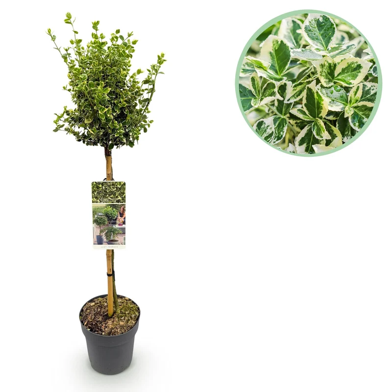 Euonymus fortunei Emerald Gaiety -Terrassenpflanze - Immergrün - Winterhart - Grün-Graues Blatt - Topf 19cm Höhe 90cm