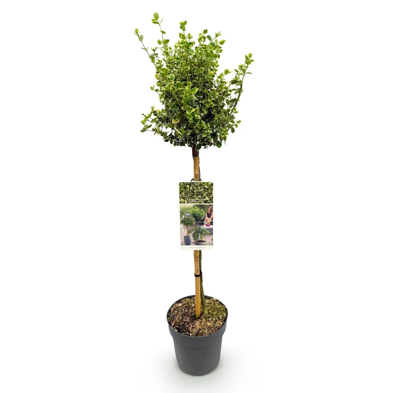 Euonymus fortunei Emerald Gaiety -Terrassenpflanze - Immergrün - Winterhart - Grün-Graues Blatt - Topf 19cm Höhe 90cm
