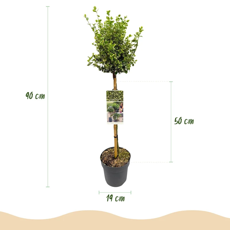 Euonymus fortunei Emerald Gaiety -Terrassenpflanze - Immergrün - Winterhart - Grün-Graues Blatt - Topf 19cm Höhe 90cm