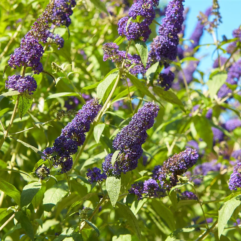 Schmetterlingsstrauch - Buddleja davidii Empire Blue - Blüte Blau - 1 Pflanze - Laubabwerfend - Schmetterlingsanziehend - Topf 17cm Höhe 25cm