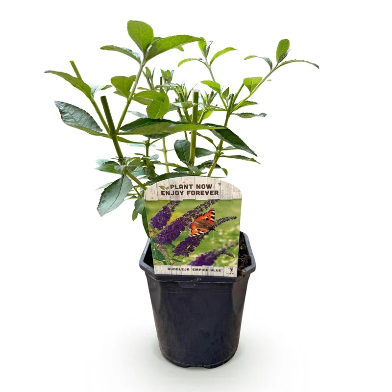 Schmetterlingsstrauch - Buddleja davidii Empire Blue - Blüte Blau - 1 Pflanze - Laubabwerfend - Schmetterlingsanziehend - Topf 17cm Höhe 25cm