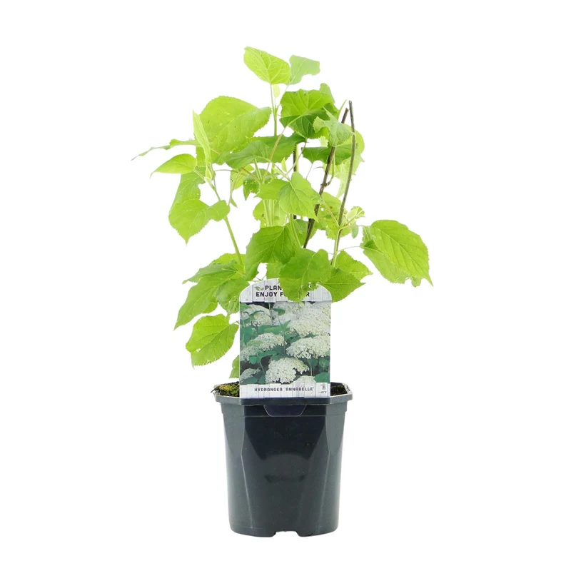 Rispenhortensie-Hydrangea arborescens Annabelle - Blüte Weiß - 1 Pflanze - Laubabwerfend - Große Blüten - Topf 17cm Höhe 50cm