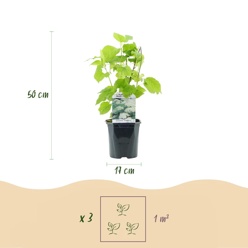 Rispenhortensie-Hydrangea arborescens Annabelle - Blüte Weiß - 1 Pflanze - Laubabwerfend - Große Blüten - Topf 17cm Höhe 50cm