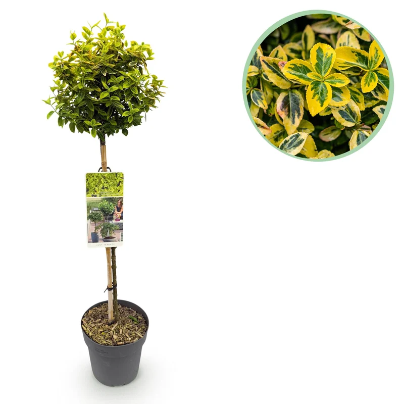 Euonymus fortunei Emerald n Gold - Terrassen Pflanze - Immergrün - Winterhart - Grün-Gelbe Blätter - Topf 19cm Höhe 90cm