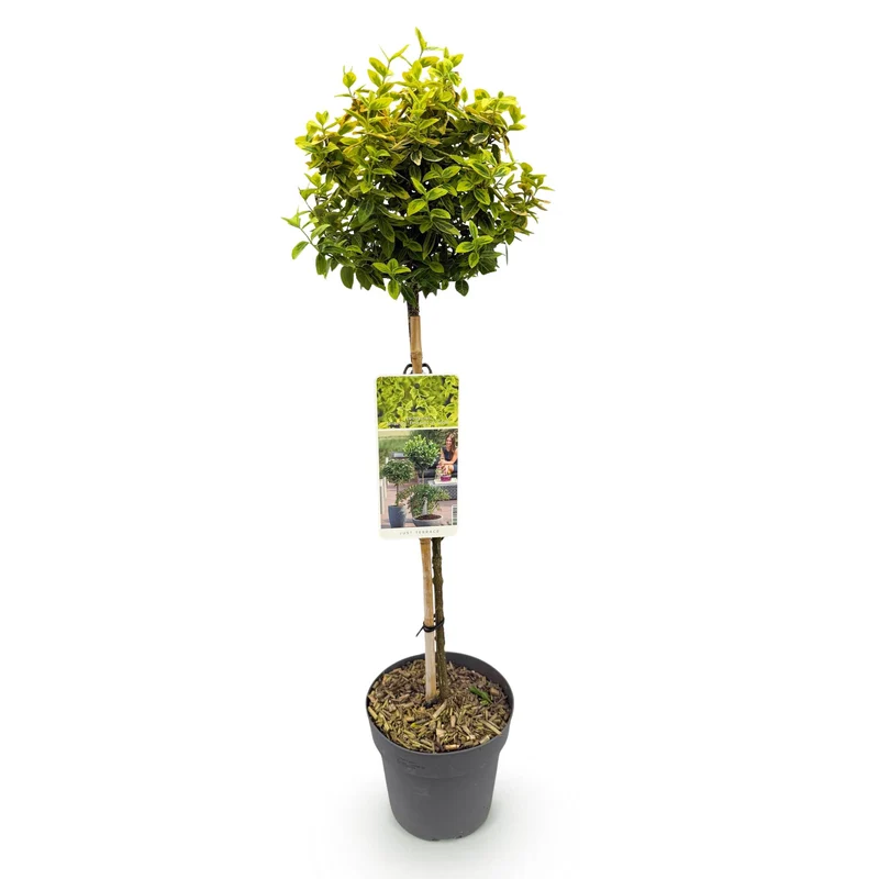 Euonymus fortunei Emerald n Gold - Terrassen Pflanze - Immergrün - Winterhart - Grün-Gelbe Blätter - Topf 19cm Höhe 90cm