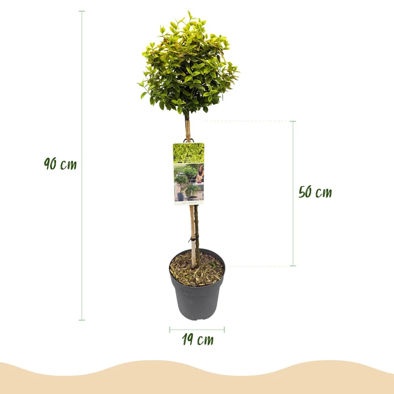 Euonymus fortunei Emerald n Gold - Terrassen Pflanze - Immergrün - Winterhart - Grün-Gelbe Blätter - Topf 19cm Höhe 90cm