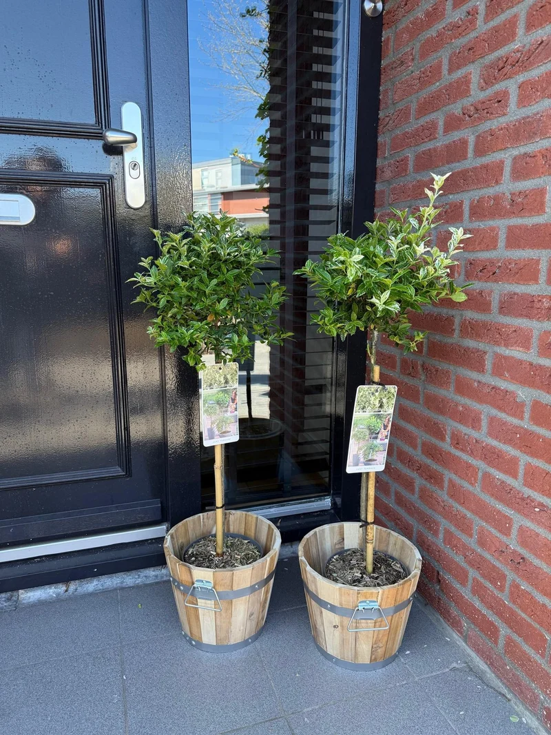 Euonymus fortunei Harlequin - Terrassenpflanze - Immergrün - Winterhart - Grün-Weiße Blätter - Topf 19cm Höhe 90cm
