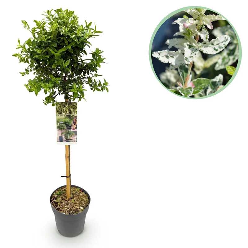 Euonymus fortunei Harlequin - Terrassenpflanze - Immergrün - Winterhart - Grün-Weiße Blätter - Topf 19cm Höhe 90cm
