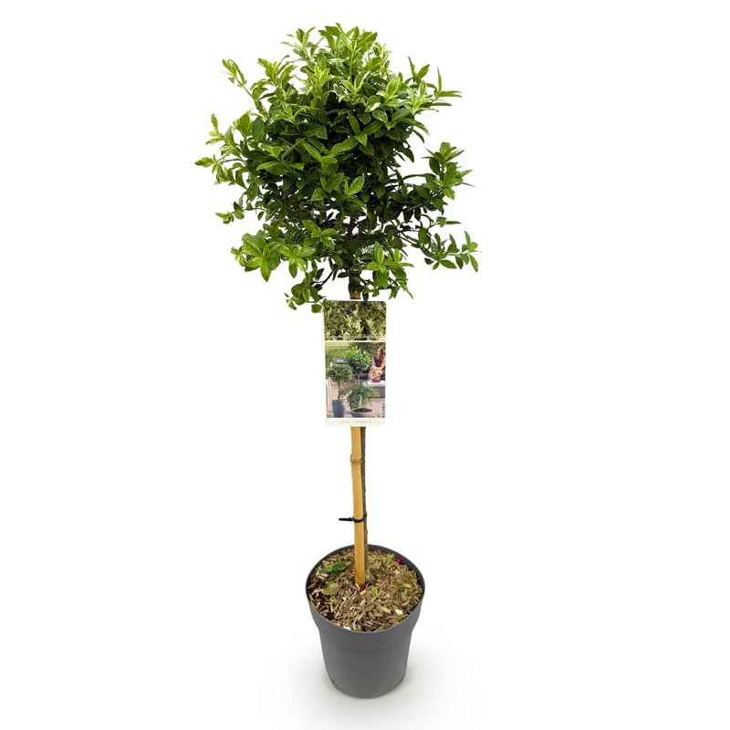 Euonymus fortunei Harlequin - Terrassenpflanze - Immergrün - Winterhart - Grün-Weiße Blätter - Topf 19cm Höhe 90cm