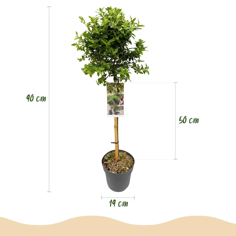 Euonymus fortunei Harlequin - Terrassenpflanze - Immergrün - Winterhart - Grün-Weiße Blätter - Topf 19cm Höhe 90cm