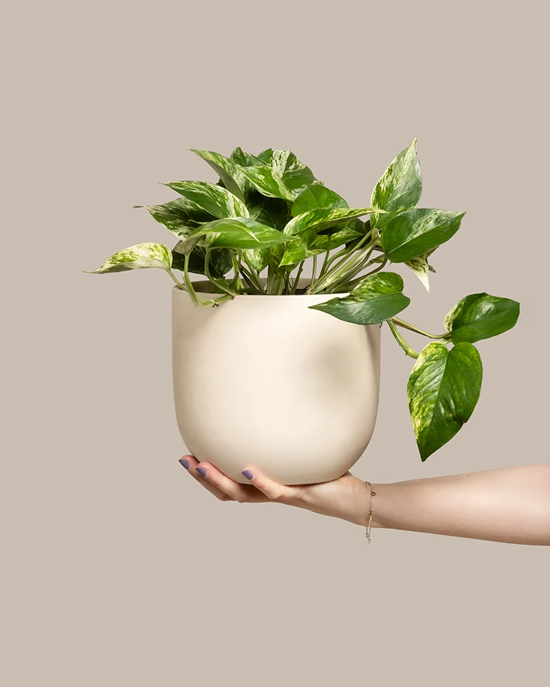 Große Efeutute Marble Queen