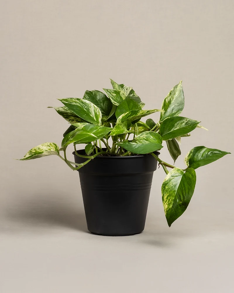 Große Efeutute Marble Queen