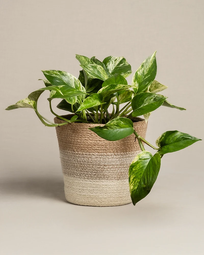 Große Efeutute Marble Queen