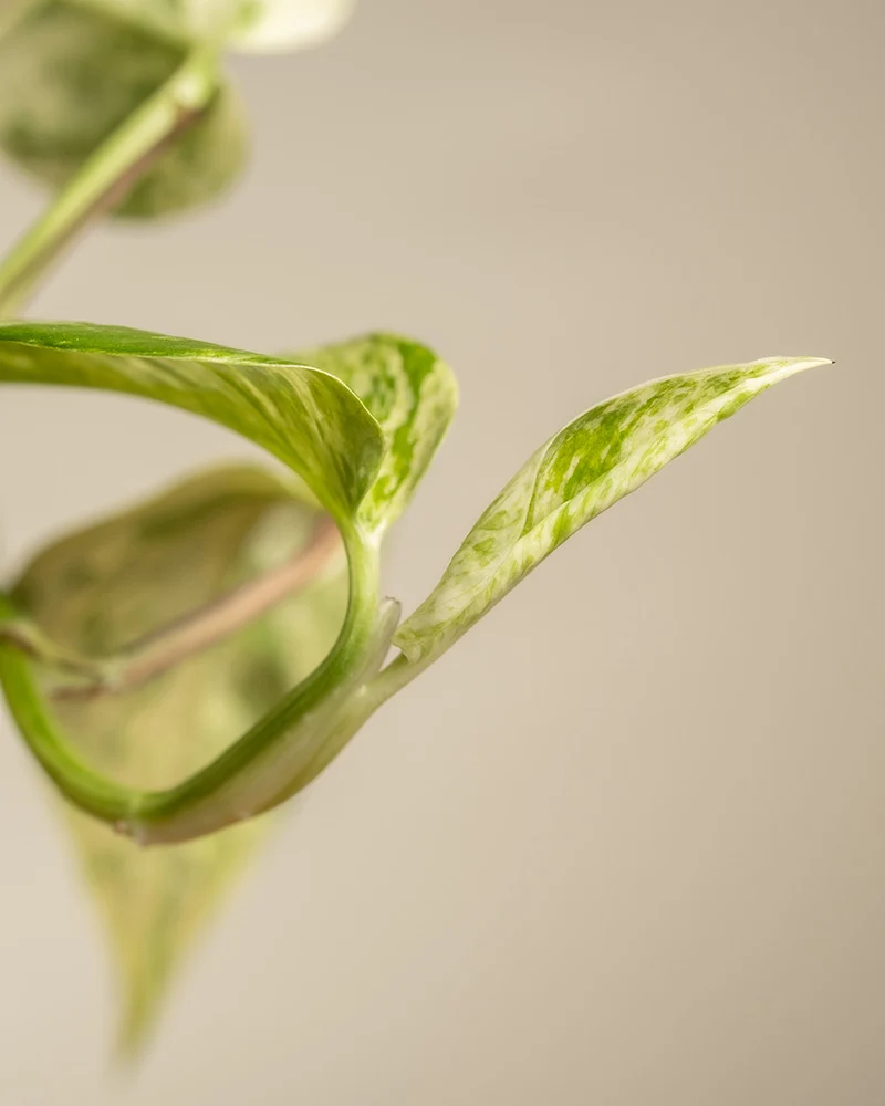 Große Efeutute Marble Queen