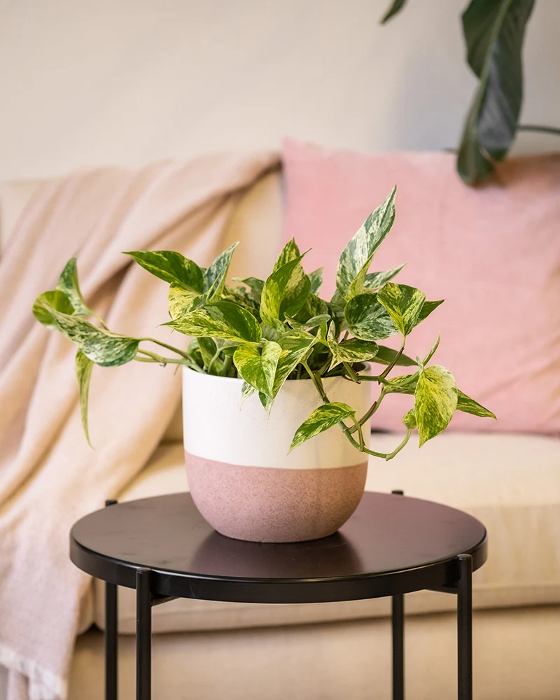 Große Efeutute Marble Queen
