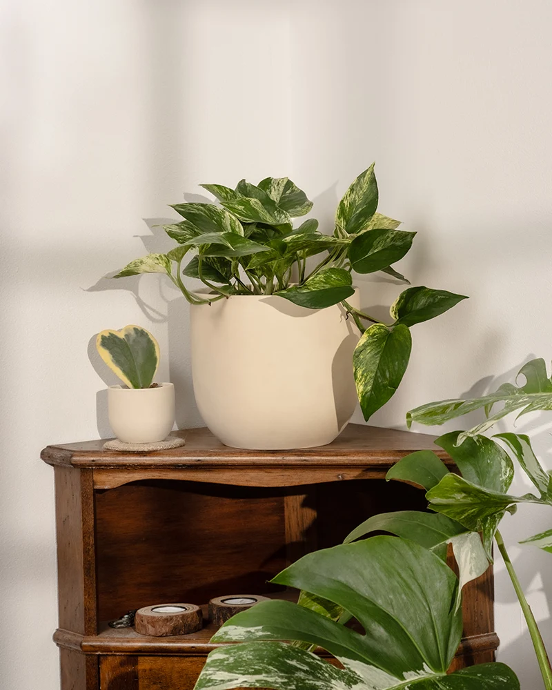 Große Efeutute Marble Queen