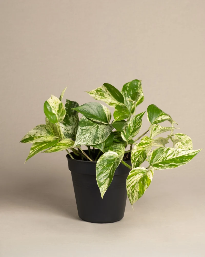 Große Efeutute Marble Queen
