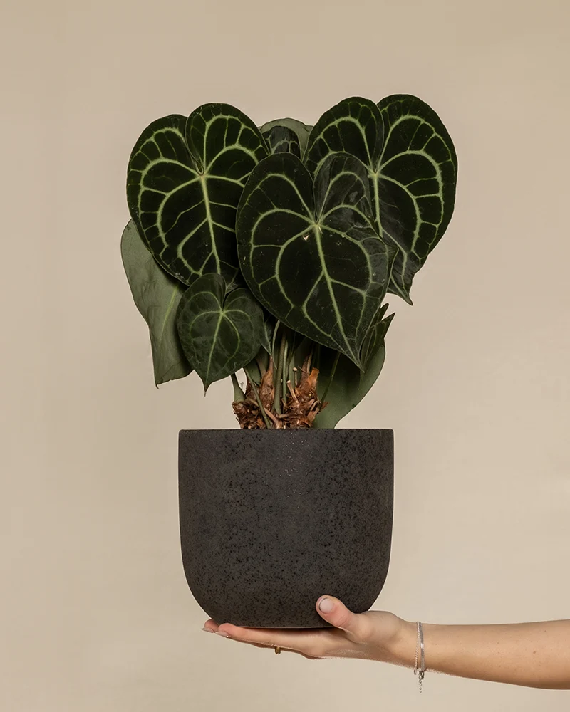 Anthurium clarinervium
