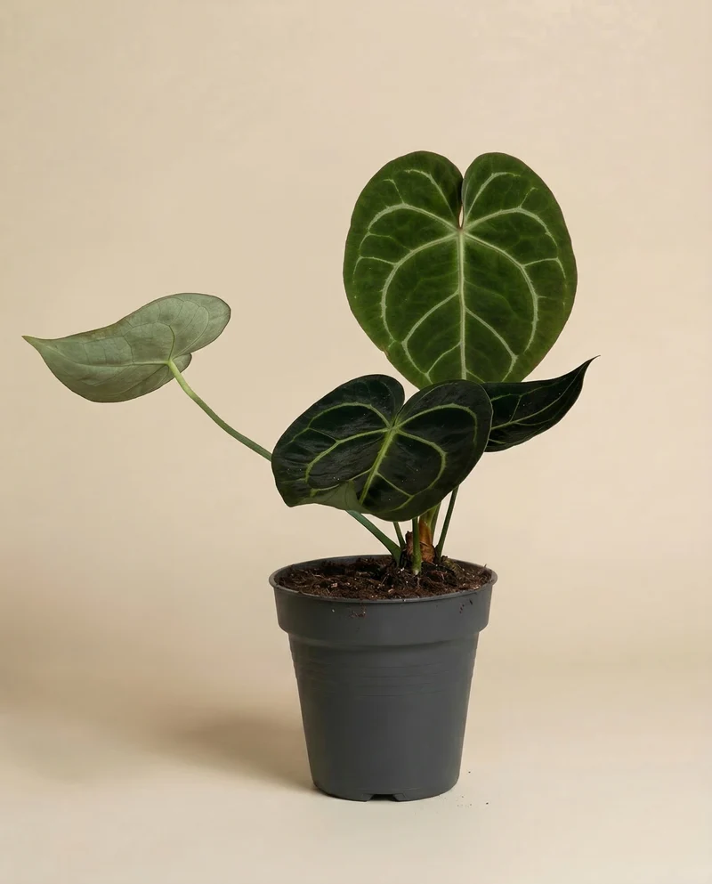 Anthurium clarinervium