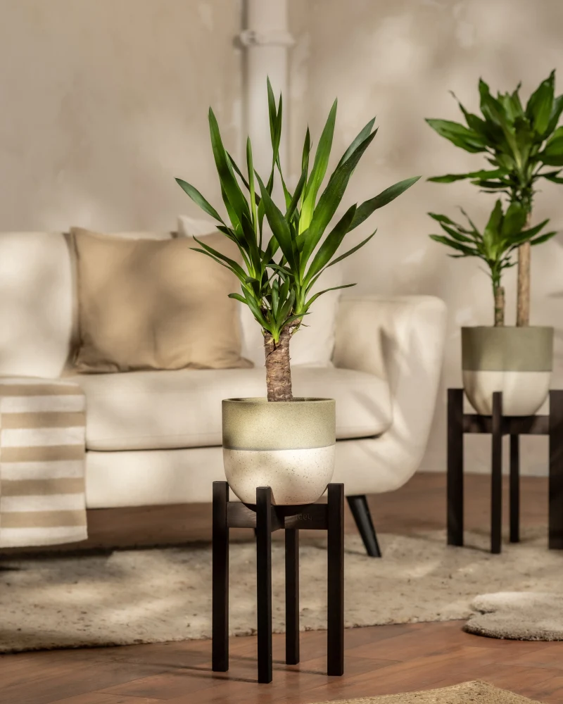 Kleine Yucca