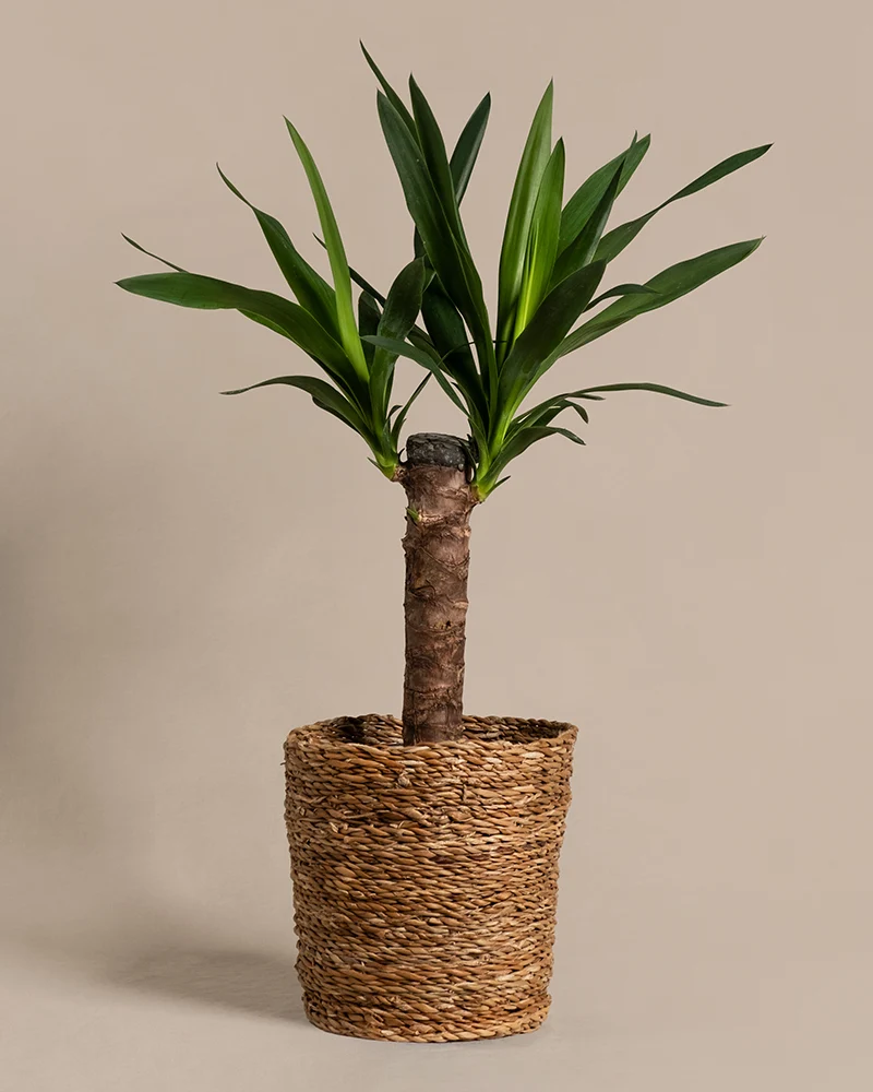 Kleine Yucca